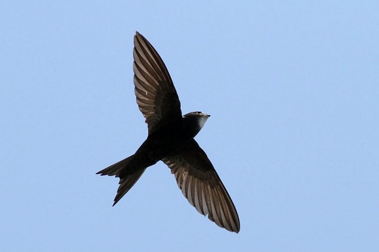 Martinet noir