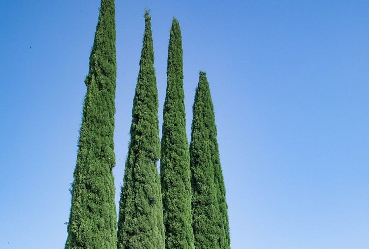 Cyprès