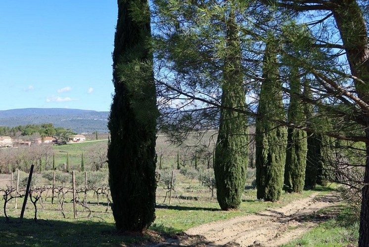 Haie de cyprès à Roussillon