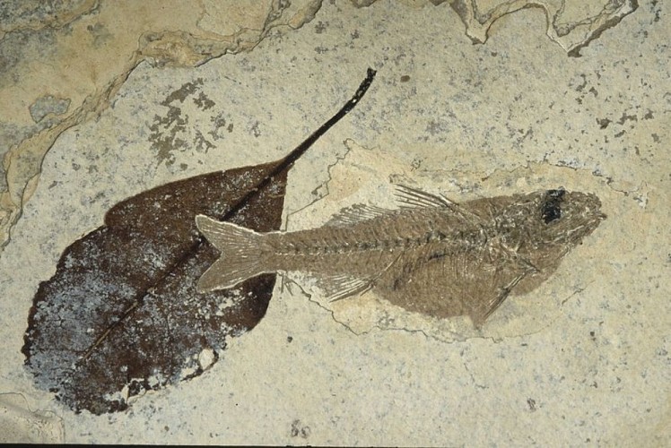Poisson et feuille fossiles - Oligocène