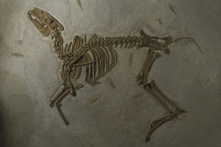 Moulage de fossile de Bachitherium - Oligocène inférieur (Musée de Vachères)