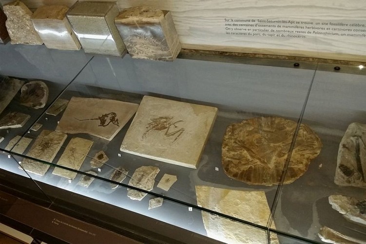 Fossiles du musée géologique