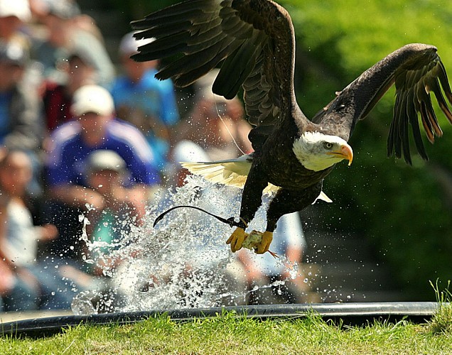 Courzieu park, birds of prey and wolves