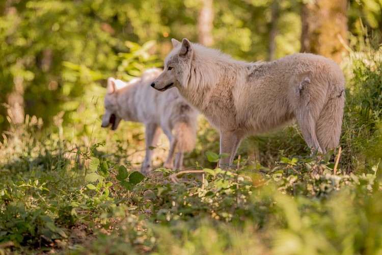 Courzieu park, birds of prey and wolves