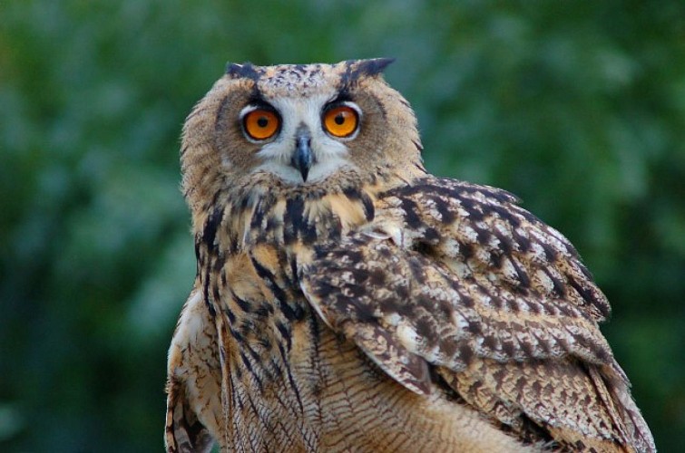 Courzieu park, birds of prey and wolves