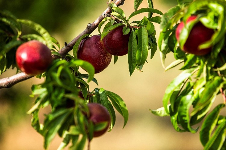 PROD Jardins de la Testa 2023 02