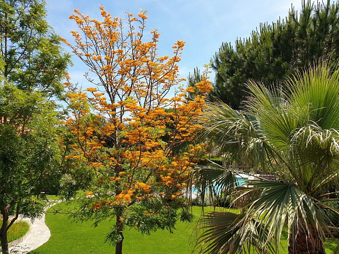 A Merula JArdin 2020 (3)