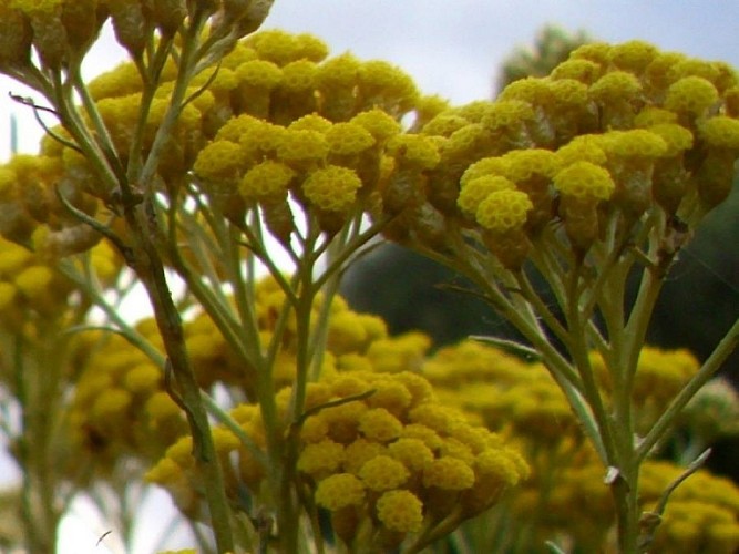 DOMAINE-AMUREDDA-PRUNELLI-DI-FIUMORBU