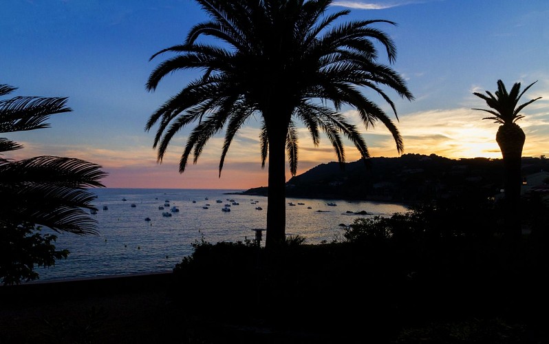 Coucher de soleil + palmier