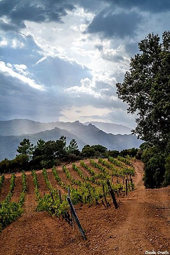 Domaine de Torraccia