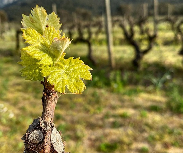fium123