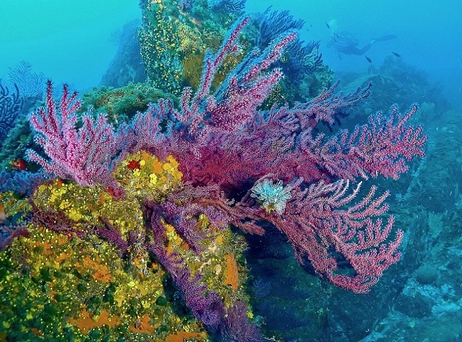 Corail