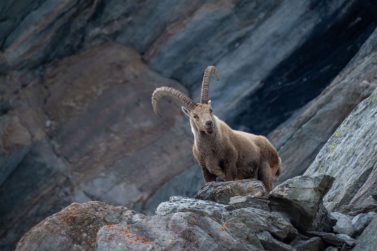 Parc national de la Vanoise