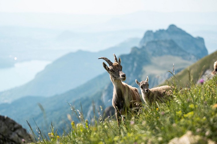 Destination Lac Annecy