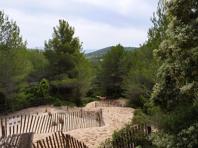 The sand hill