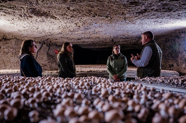 La champignonnière d'Orbec
