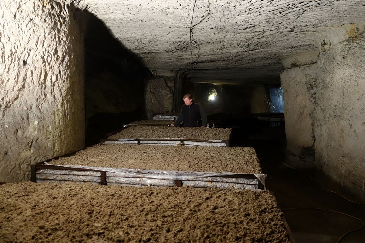 La champignonnière d'Orbec