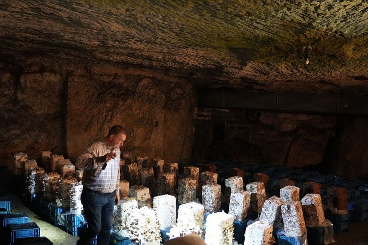 2025- Visite guidée par Mr Olivier Perrel propriétaire de la champignonnière d'Orbec  (9)