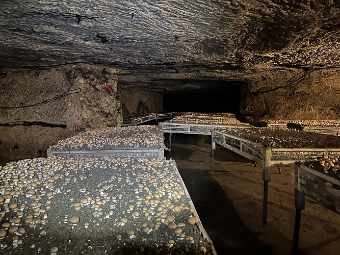 Champignonniere - interieur tables