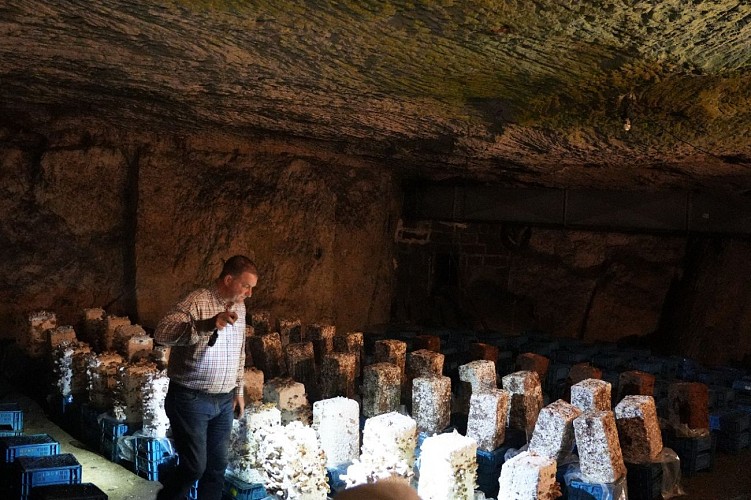 2025- Visite guidée par Mr Olivier Perrel propriétaire de la champignonnière d'Orbec  (10)