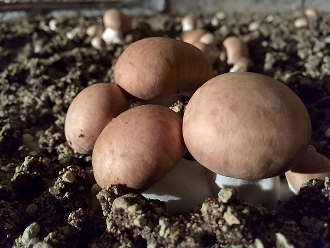 La champignonnière d'Orbec