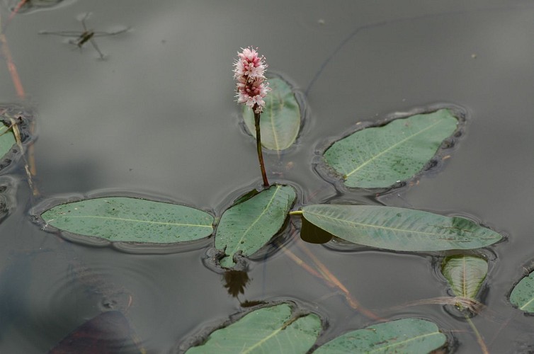 Diversité floristique de l'étang des Liesses