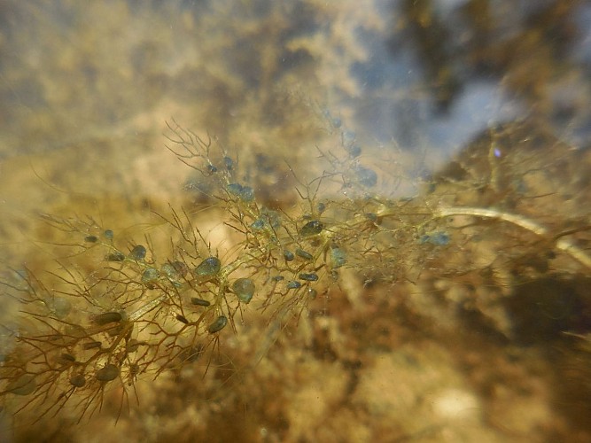 Aperçu floristique de l'étang de la noue Mazone