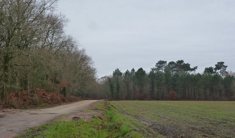 8 La forêt mixte