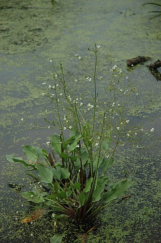 Sur les bords de l'étang de Ménestreau