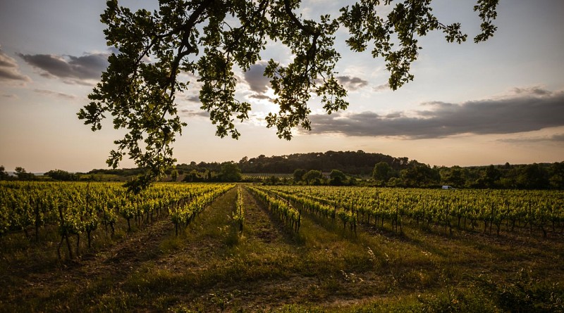 Balades Vigneronnes