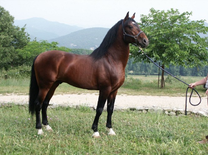 L'étrier des Cévennes_2