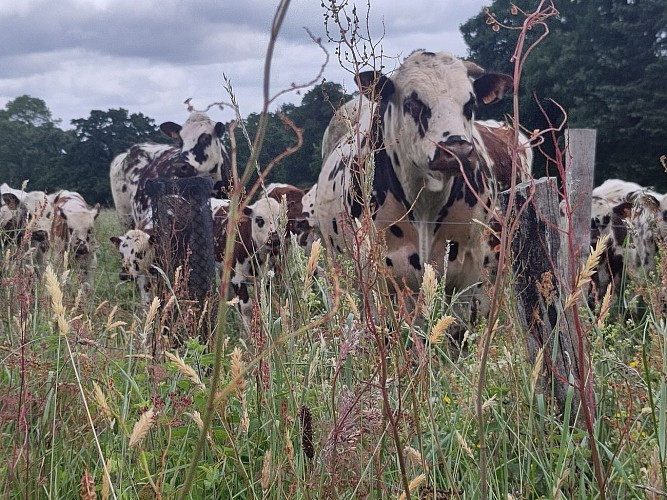 Vaches normandes