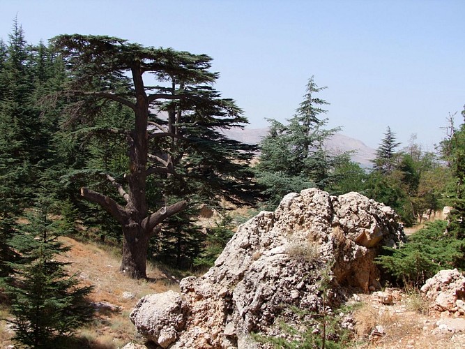 Excursion dans la forêt des cèdres et dans les villages de Becharreh et Kozhaya