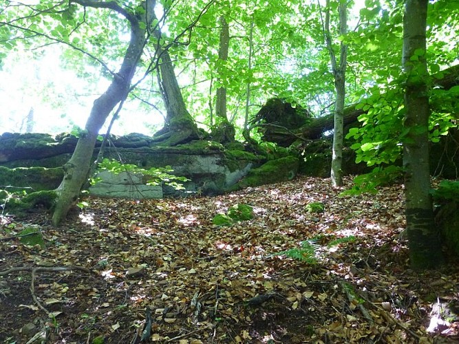 Des restes de murailles, sur lesquels les arbres ont poussé