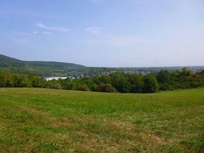 Vue sur Wissembourg et son vignoble