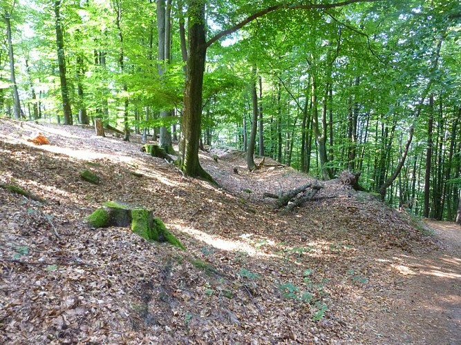 Lignes de la Lauter