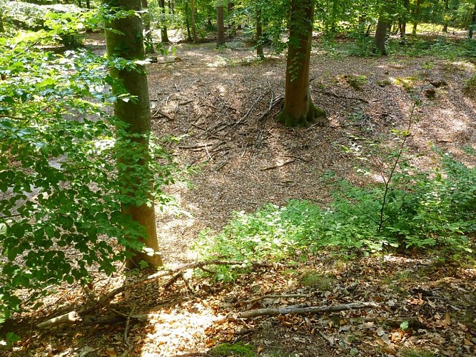 Lignes de la Lauter