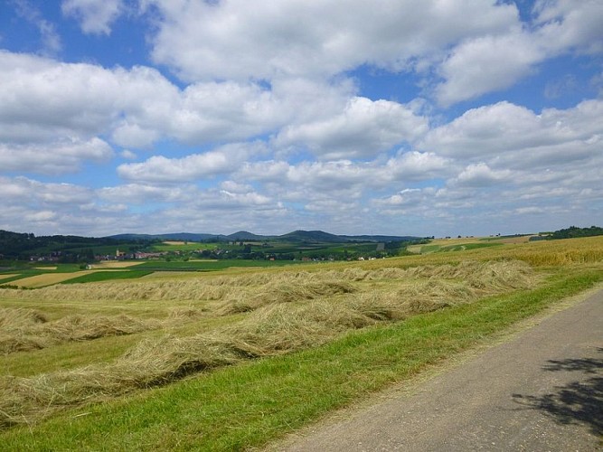 Point de vue sur Rott et le piémont des Vosges du Nord
