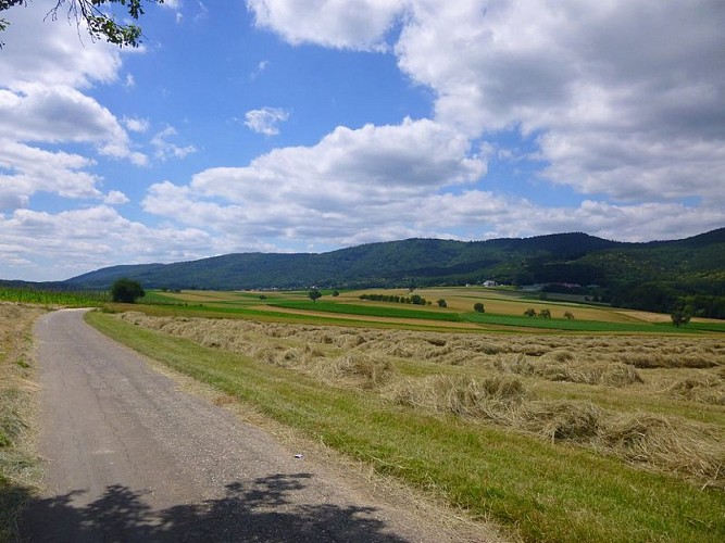 Point de vue sur Rott et le piémont des Vosges du Nord