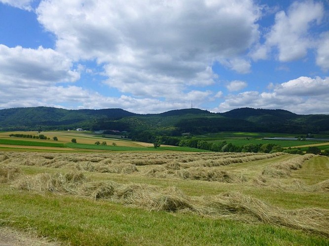 Point de vue sur Rott et le piémont des Vosges du Nord