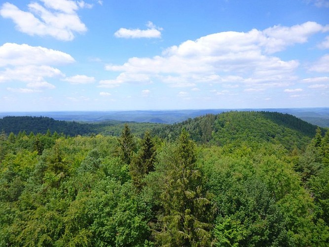 Vue depuis le sommet du Grand Wintersberg