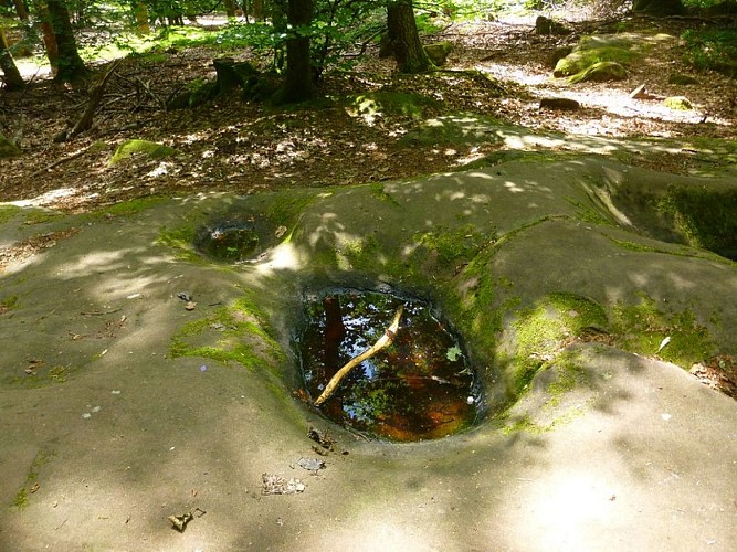 Les cupules sont presque perpétuellement remplies d'eau