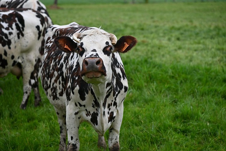FÊTE DE LA VACHE NORMANDE