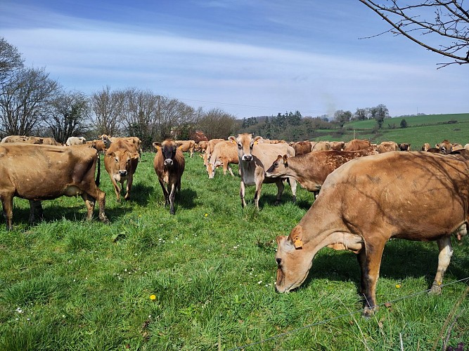 Vaches Jersiaises