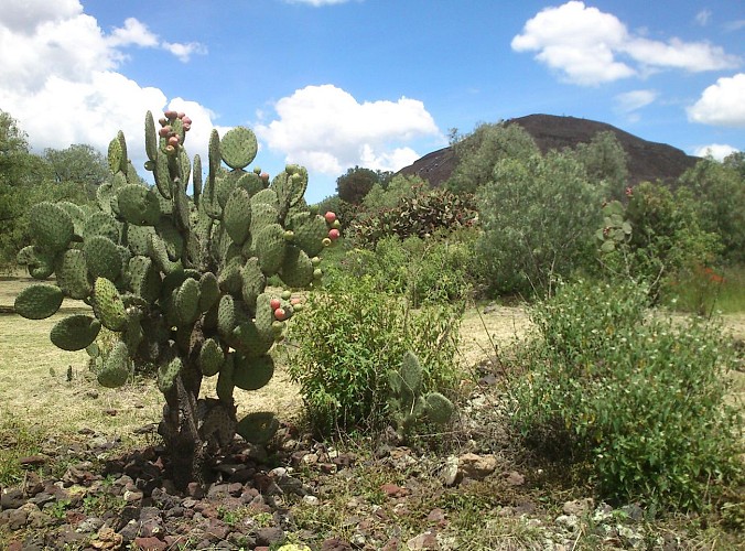 Visite de Teotihuacan au lever du soleil