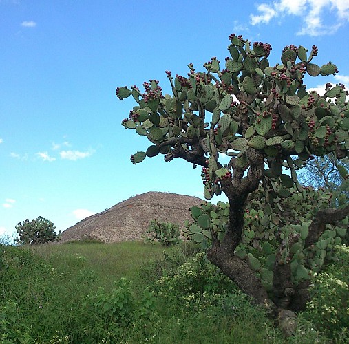 Visite de Teotihuacan au lever du soleil