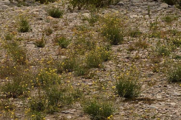 La Durance asséchée par les barrages