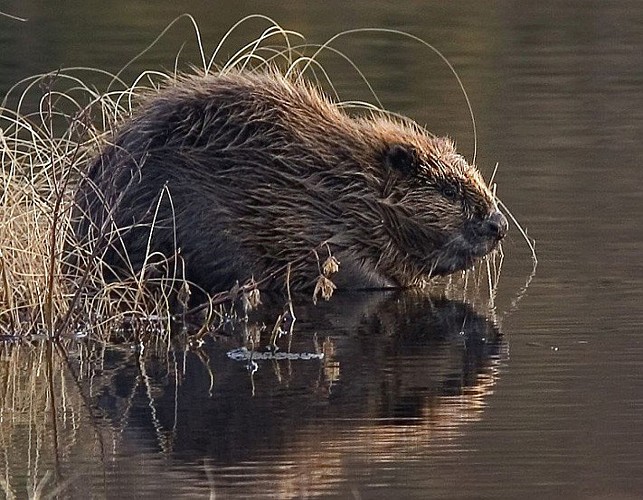 Castor au bord de la rivière