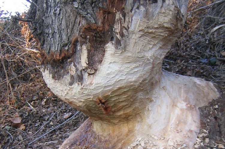 Traces de dents du castor