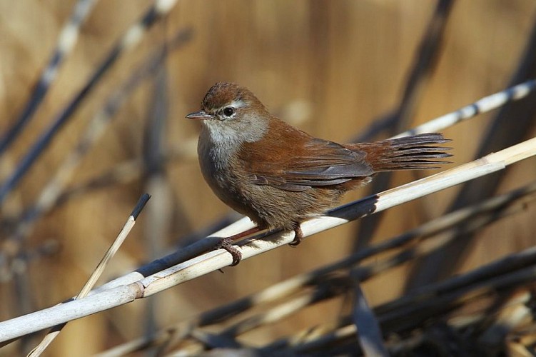 Bouscarle de cetti